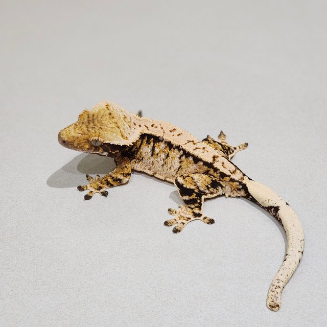Tri Extreme Harlequin White Spot
