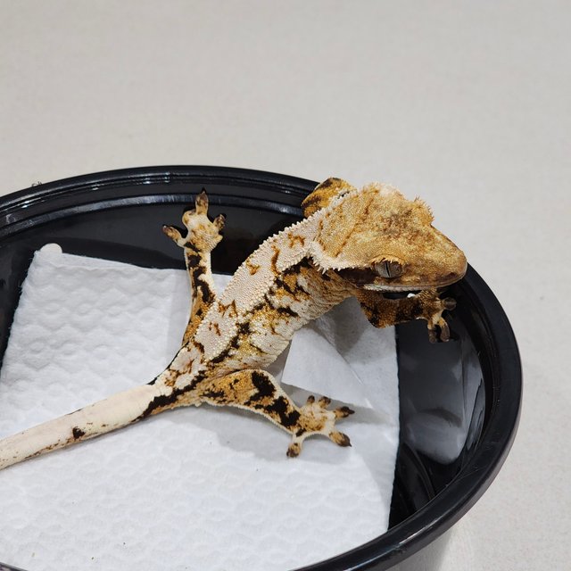 White Crown Drippy Tri Extreme Harlequin White Spot White Pin