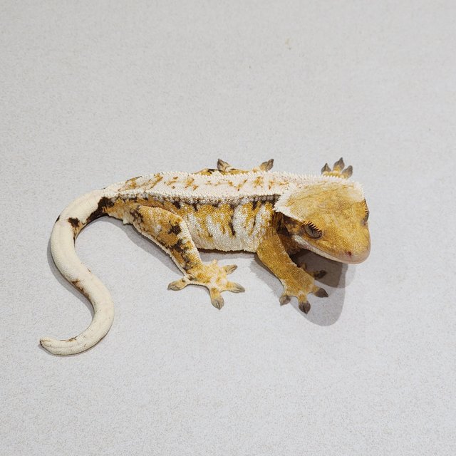 Drippy Tri White Pin Extreme Harlequin White Crown