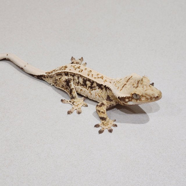Quad Drippy White Spot