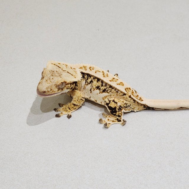 White Crown Drippy Tri White Spot Extreme Harlequin