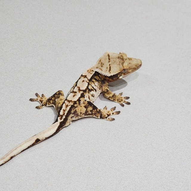 트라이 익스트림할리퀸 화이트스팟