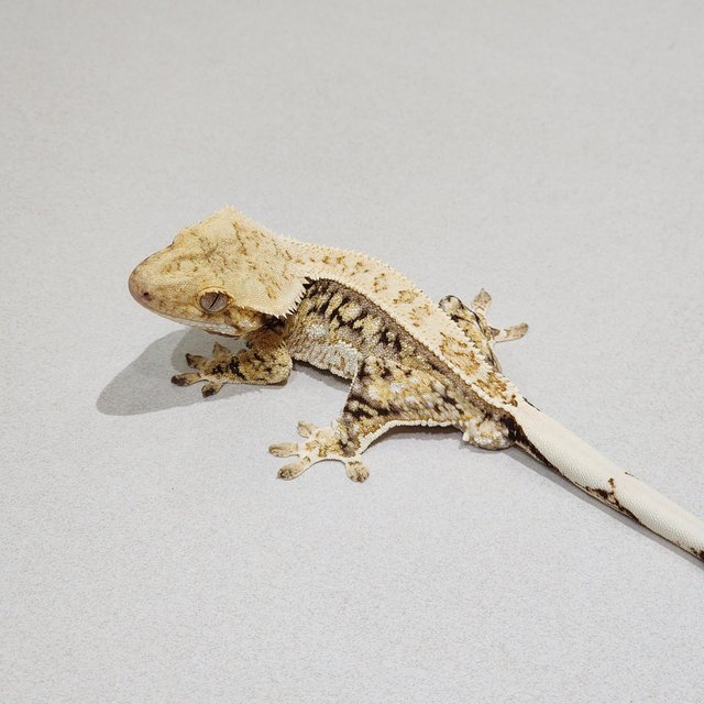 Quad White Spot Drippy