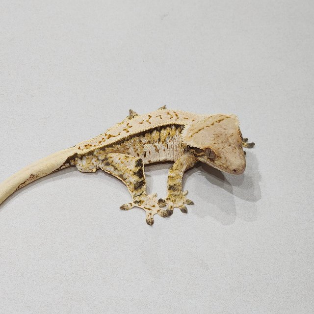 Full Pinstripe White Pin Drippy White Spot Tri Extreme Harlequin