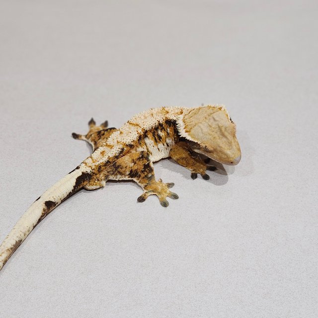 White Pin White Spot Tri Extreme Harlequin