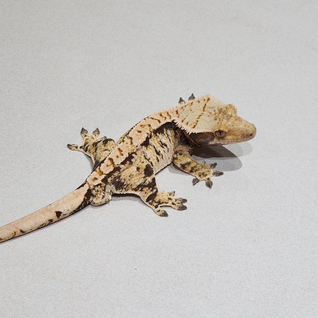 Extreme Harlequin Tri White Crown White Spot