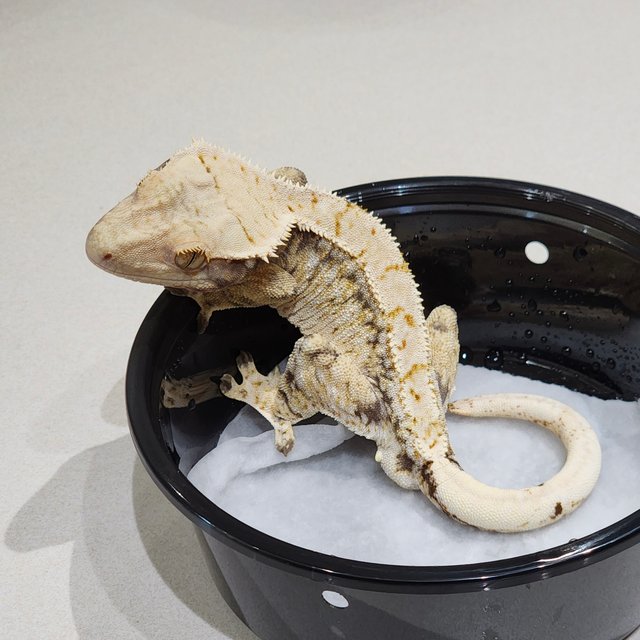 Drippy Tri Extreme Harlequin White Spot