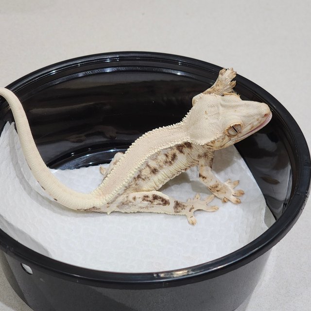 Lilly White Solid Back