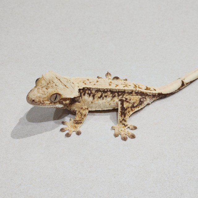 Drippy Quad White Spot