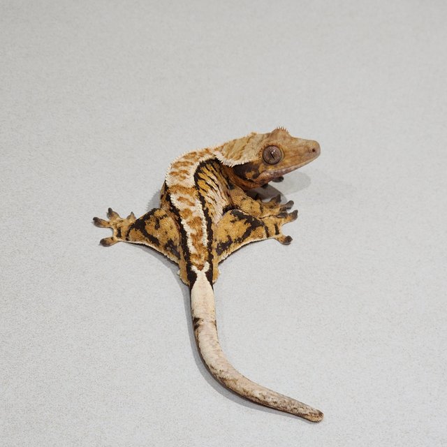 Extreme Harlequin Tri White Pin