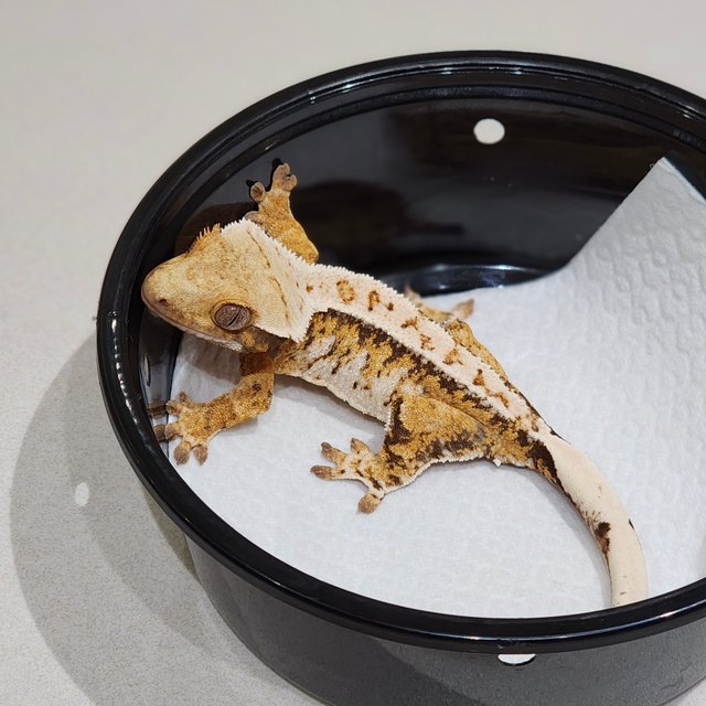 Drippy Tri Extreme Harlequin White Crown