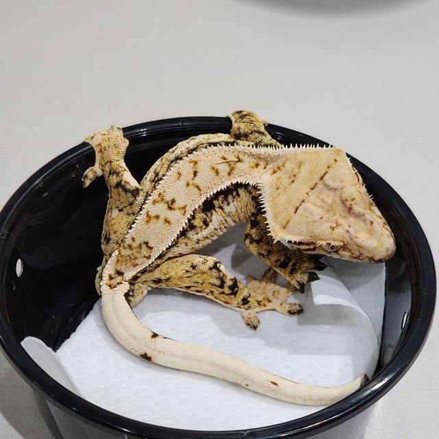 Drippy Tri White Spot White Crown