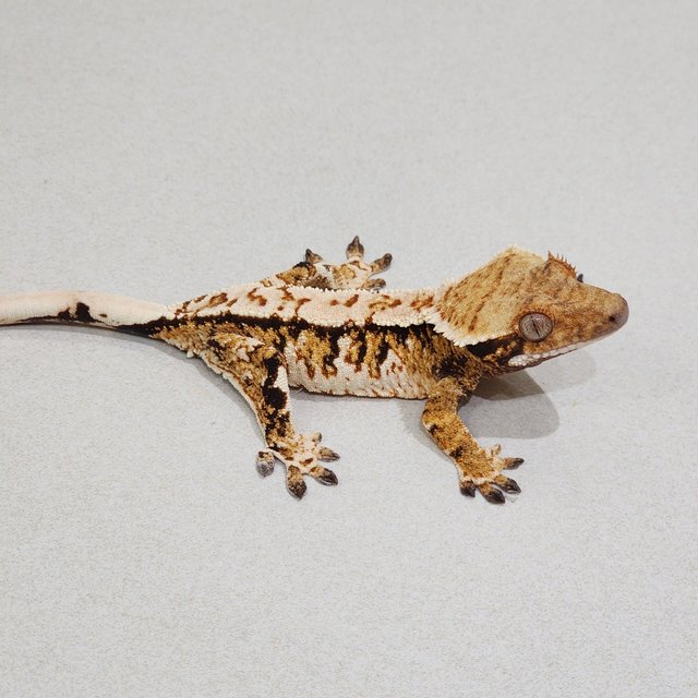 White Crown Tri Extreme Harlequin White Spot