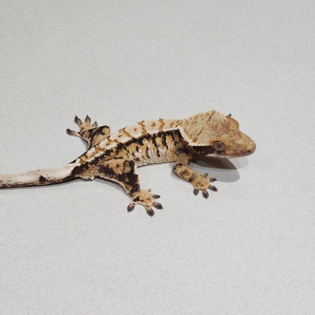 트라이 익스트림할리퀸 화이트핀 드리피