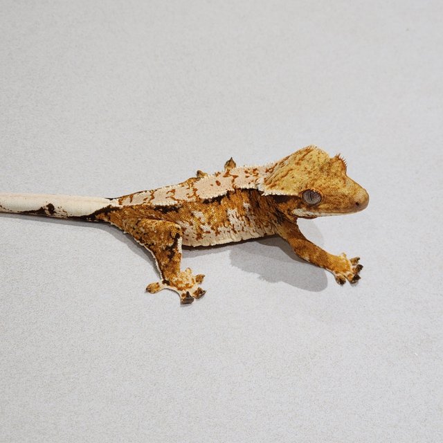 Extreme Harlequin Tri White Spot White Crown