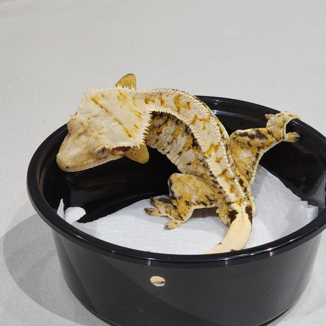 White Spot White Crown Extreme Harlequin Tri White Pin