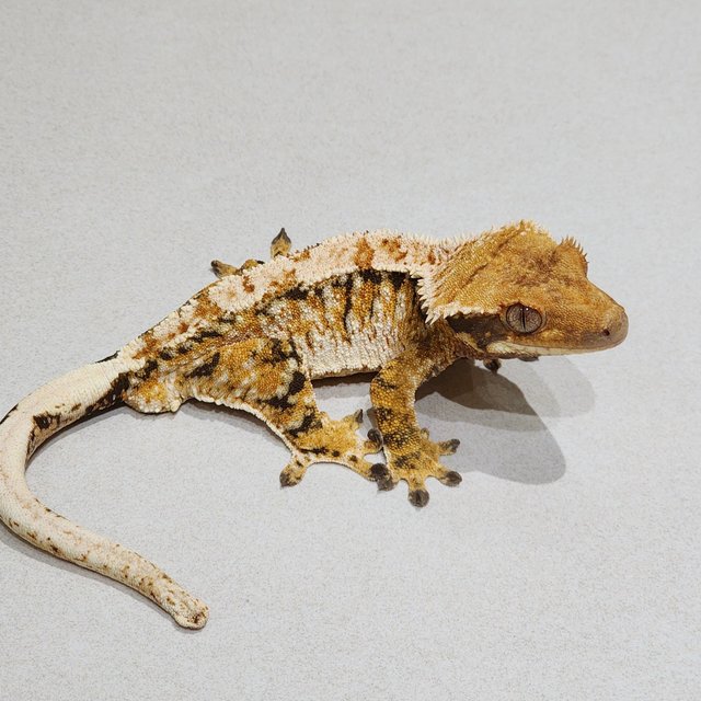 Tri White Crown White Spot Extreme Harlequin