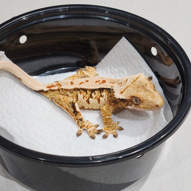 White Crown Tri Extreme Harlequin White Spot