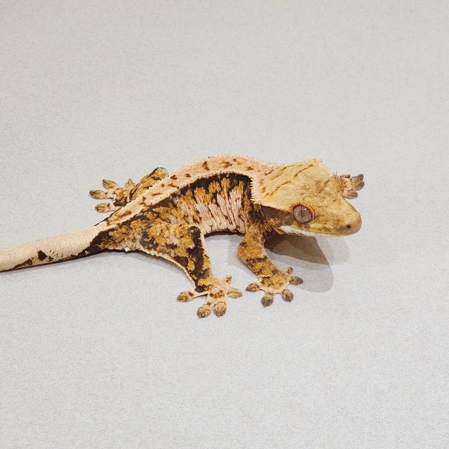 Tri Extreme Harlequin White Spot