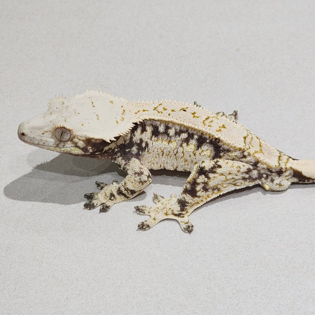 드리피 화이트스팟