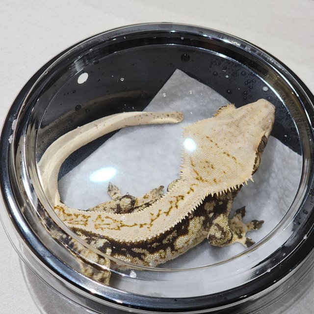 풀핀 드리피 쿼드