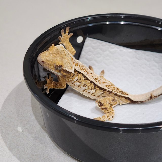 Drippy Tri Extreme Harlequin White Crown White Spot