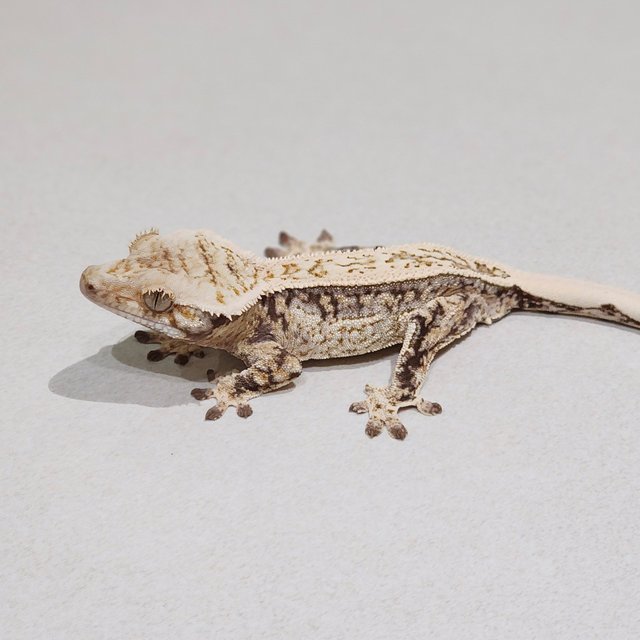 Quad Drippy White Spot Full Pinstripe White Crown