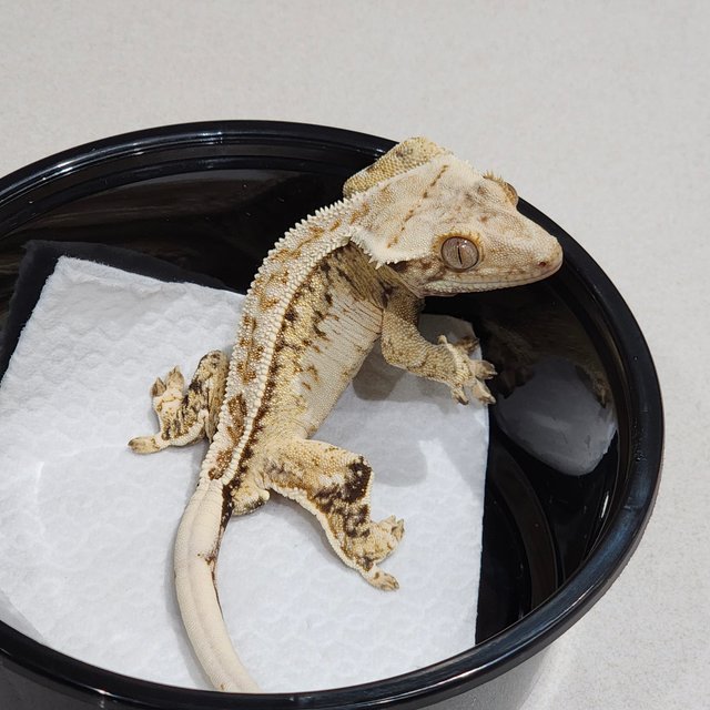 풀핀 드리피 화이트크라운 화이트핀 화이트스팟