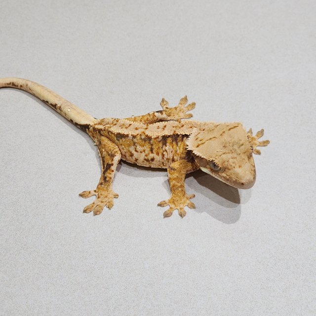 Tri Extreme Harlequin White Spot