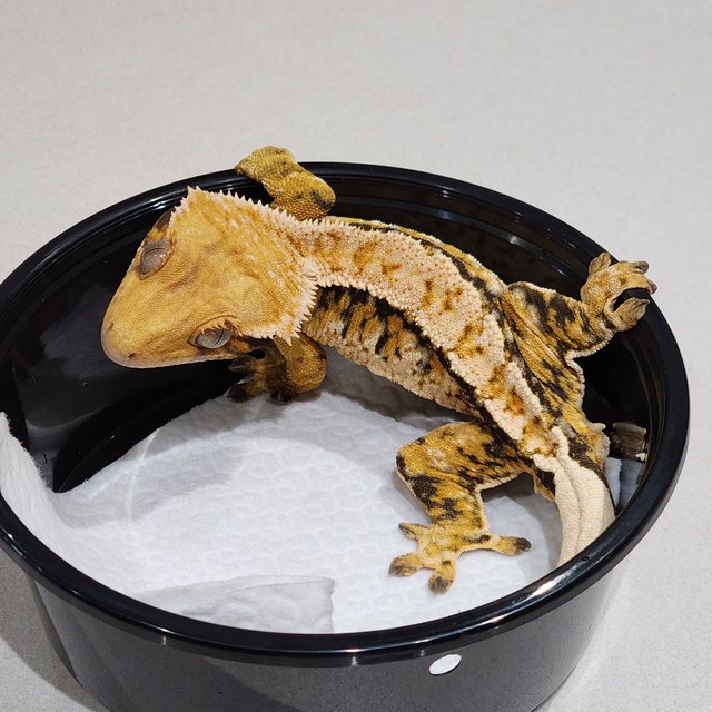 White Crown Tri Extreme Harlequin