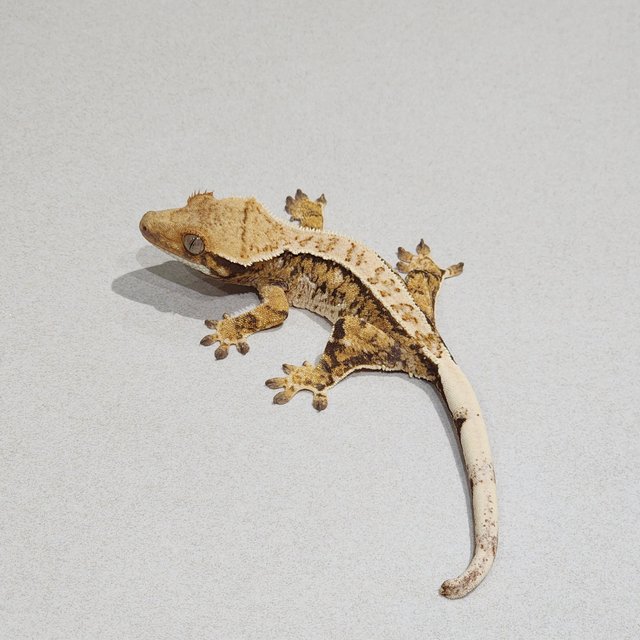 Tri Extreme Harlequin White Pin