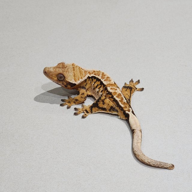 Extreme Harlequin Tri White Pin