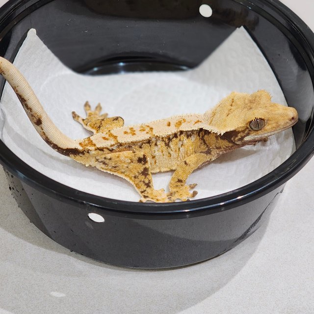 Drippy Tri White Spot