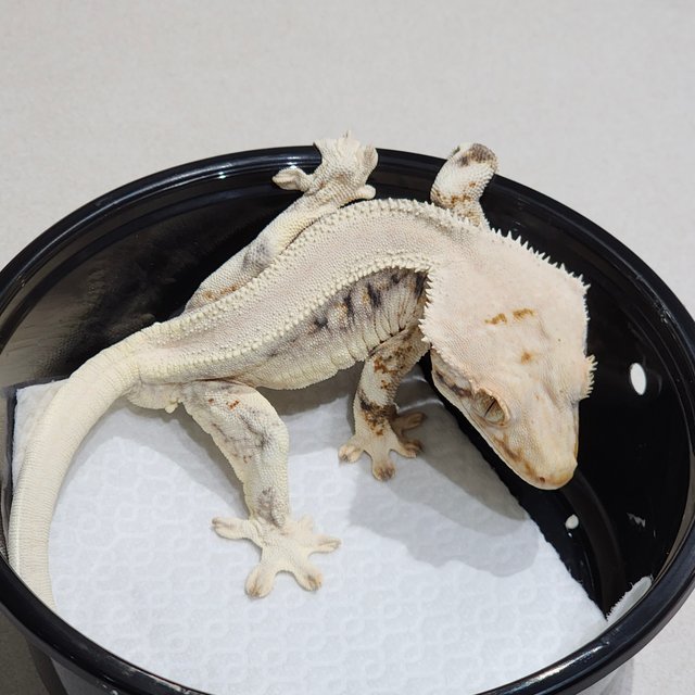 Solid Back Lilly White Zengex Panda