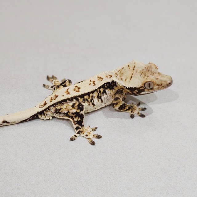 White Spot Full Pinstripe Tri Extreme Harlequin