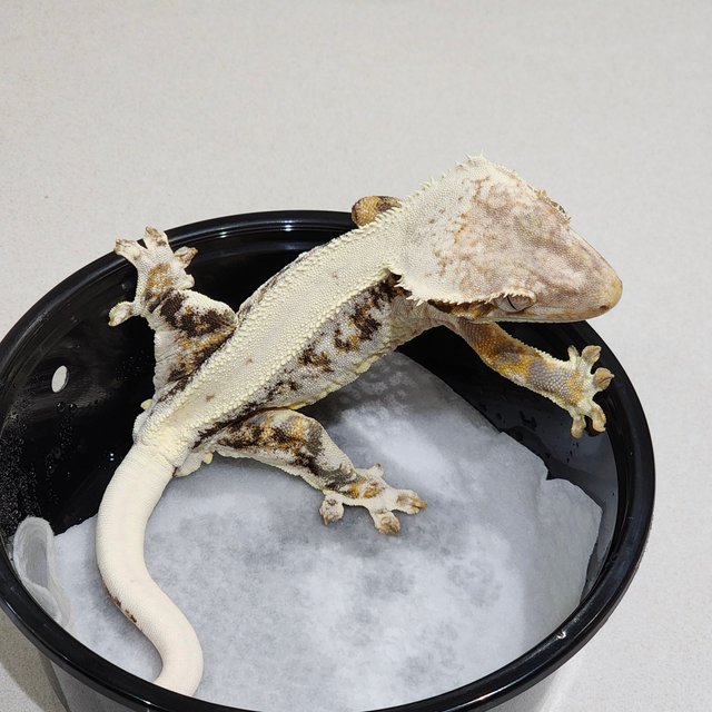 트라이 릴리화이트