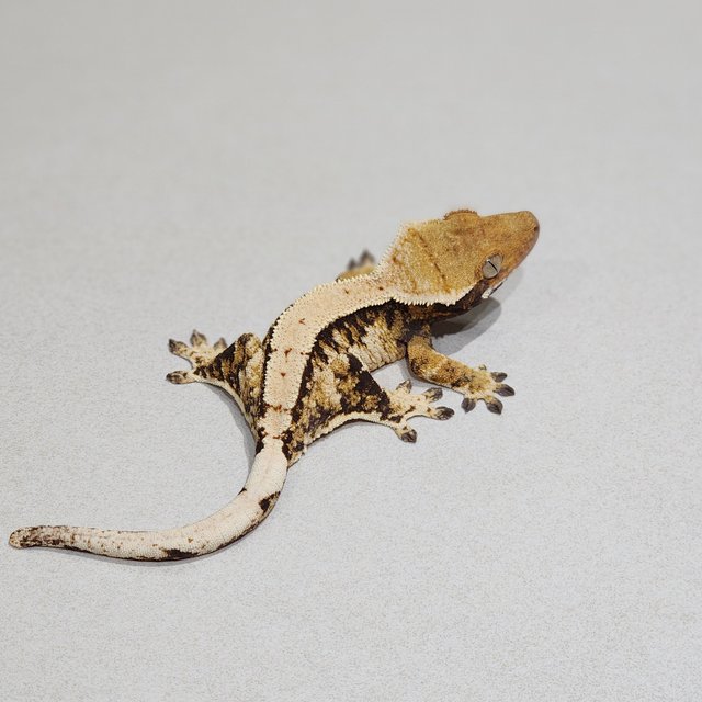 트라이 익스트림할리퀸