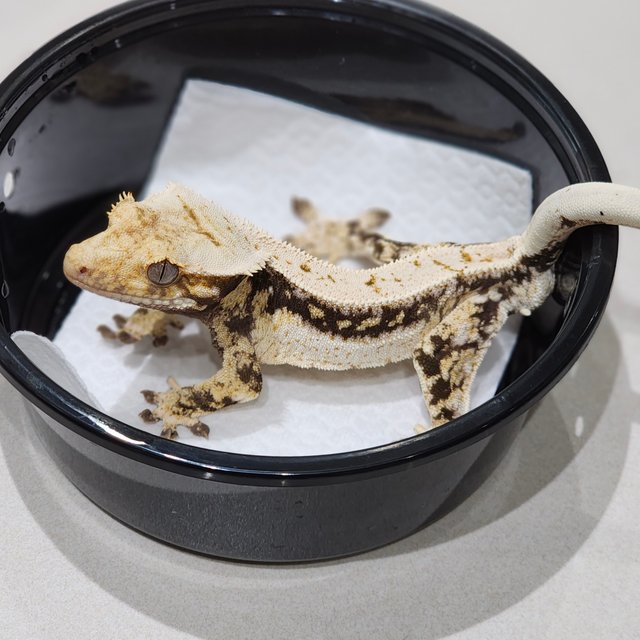 Quad Drippy White Spot