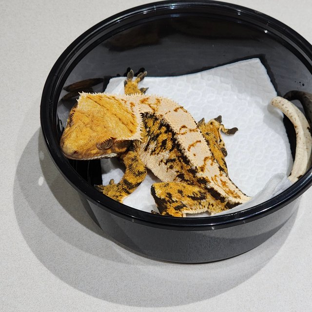 White Crown Tri Extreme Harlequin