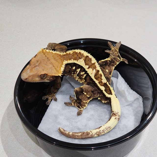 풀핀 카푸치노 화이트크라운