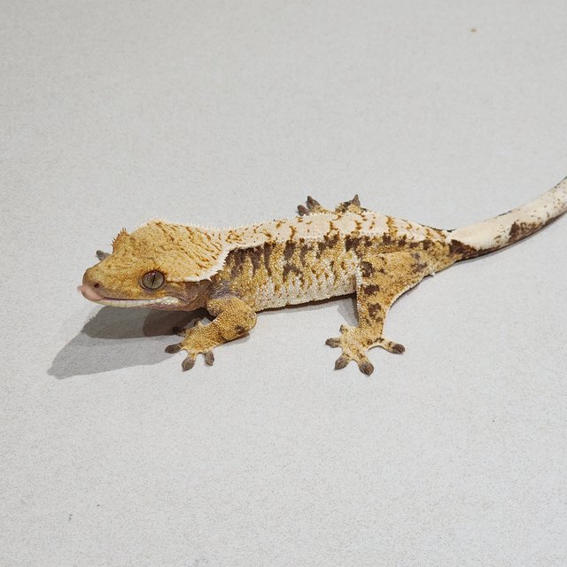 Tri White Spot Extreme Harlequin