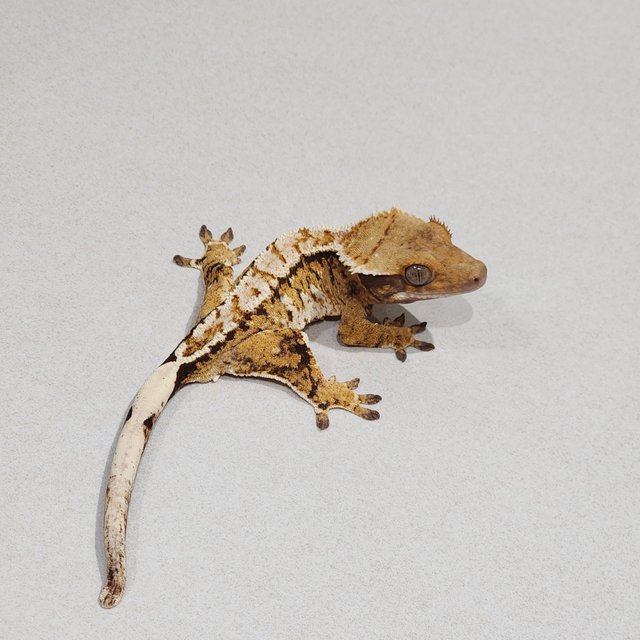 Tri Extreme Harlequin White Pin White Spot