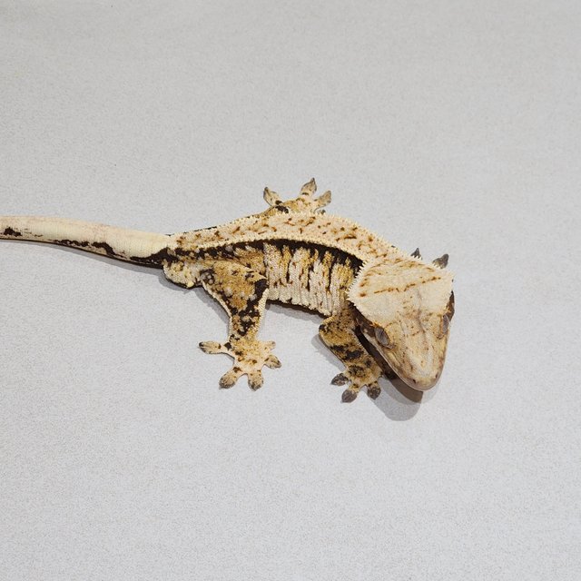 White Crown White Spot Extreme Harlequin Tri