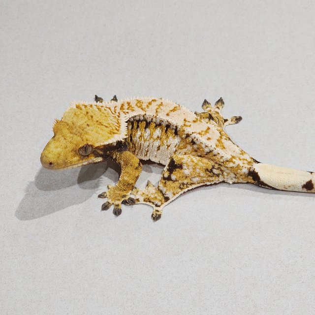 트라이 익스트림할리퀸 화이트스팟 바브 드리피 화이트핀