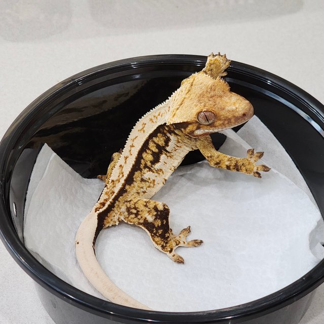 트라이 쿼드 화이트스팟