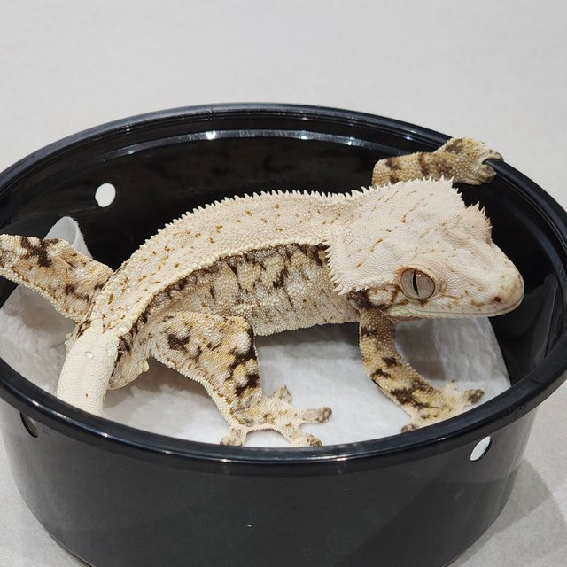 Drippy White Pin White Spot Tri Full Pinstripe