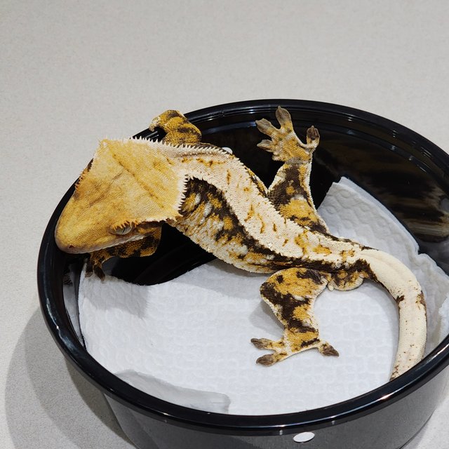 트라이 익스트림할리퀸 화이트크라운 화이트스팟