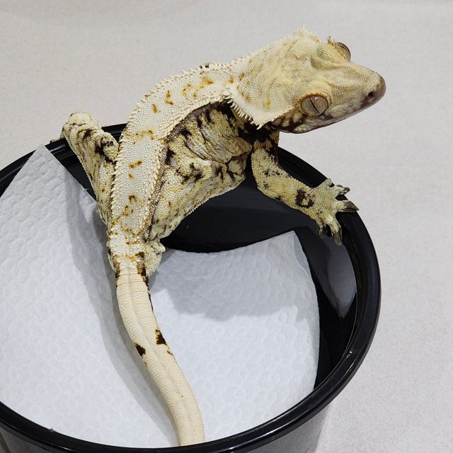 드리피 화이트스팟 화이트크라운