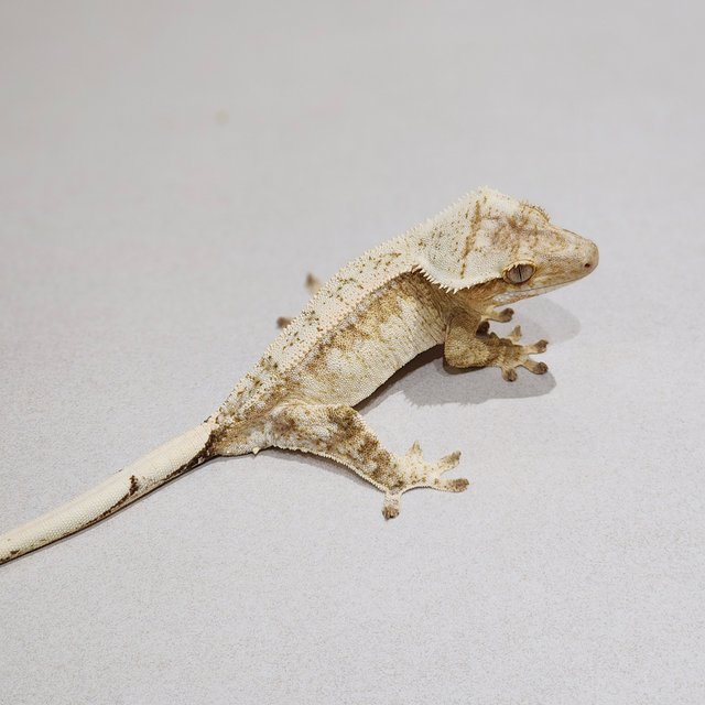 Cream White Spot Drippy