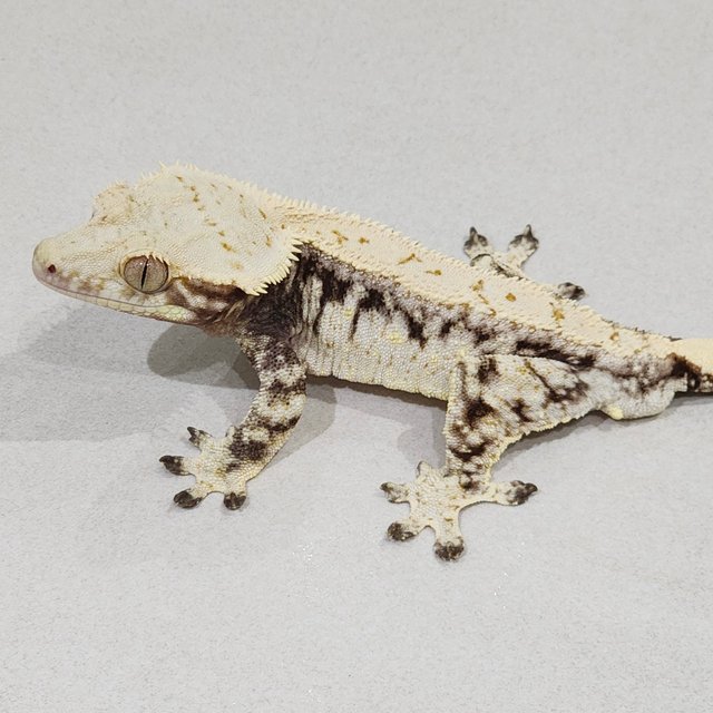 Drippy White Spot Zengex